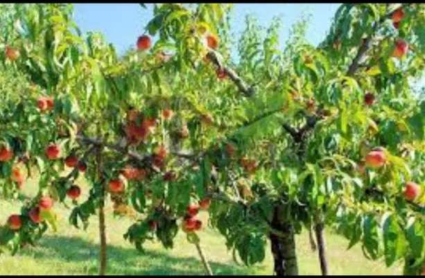 زمین باغی_سند۶دانگ_معاوضه باخودرو