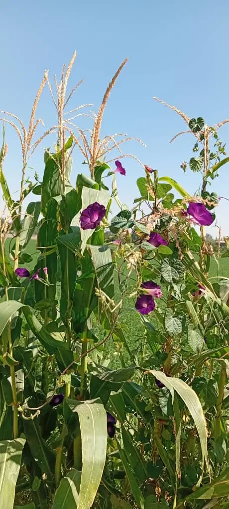 زمین مناسب ویلا و خانه باغ در سوگلی تپه