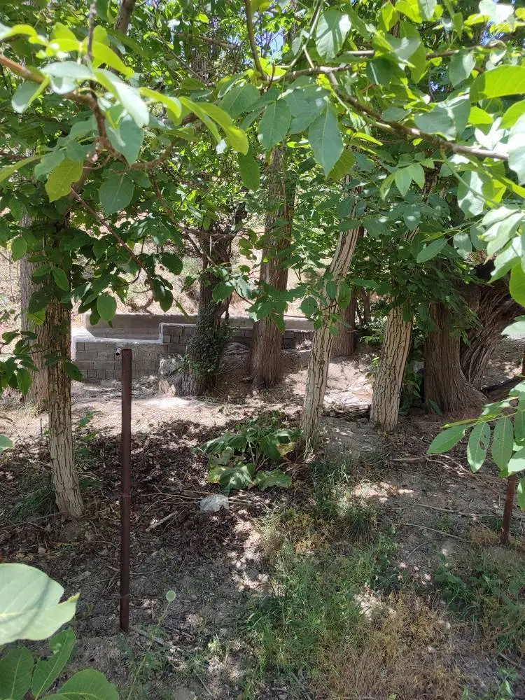۱۰۰۱ متر بوجان تک‌برگ سند