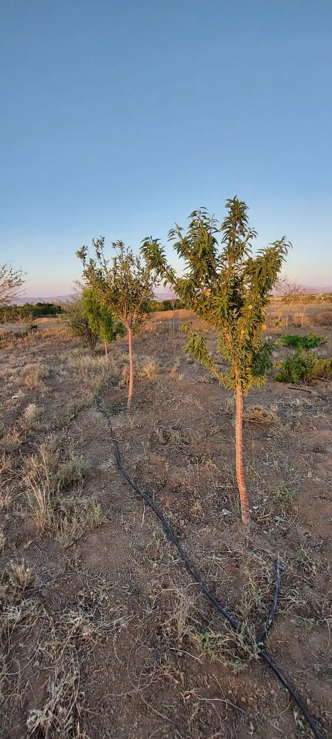 باغ سند دار ابتدای جاده تهران