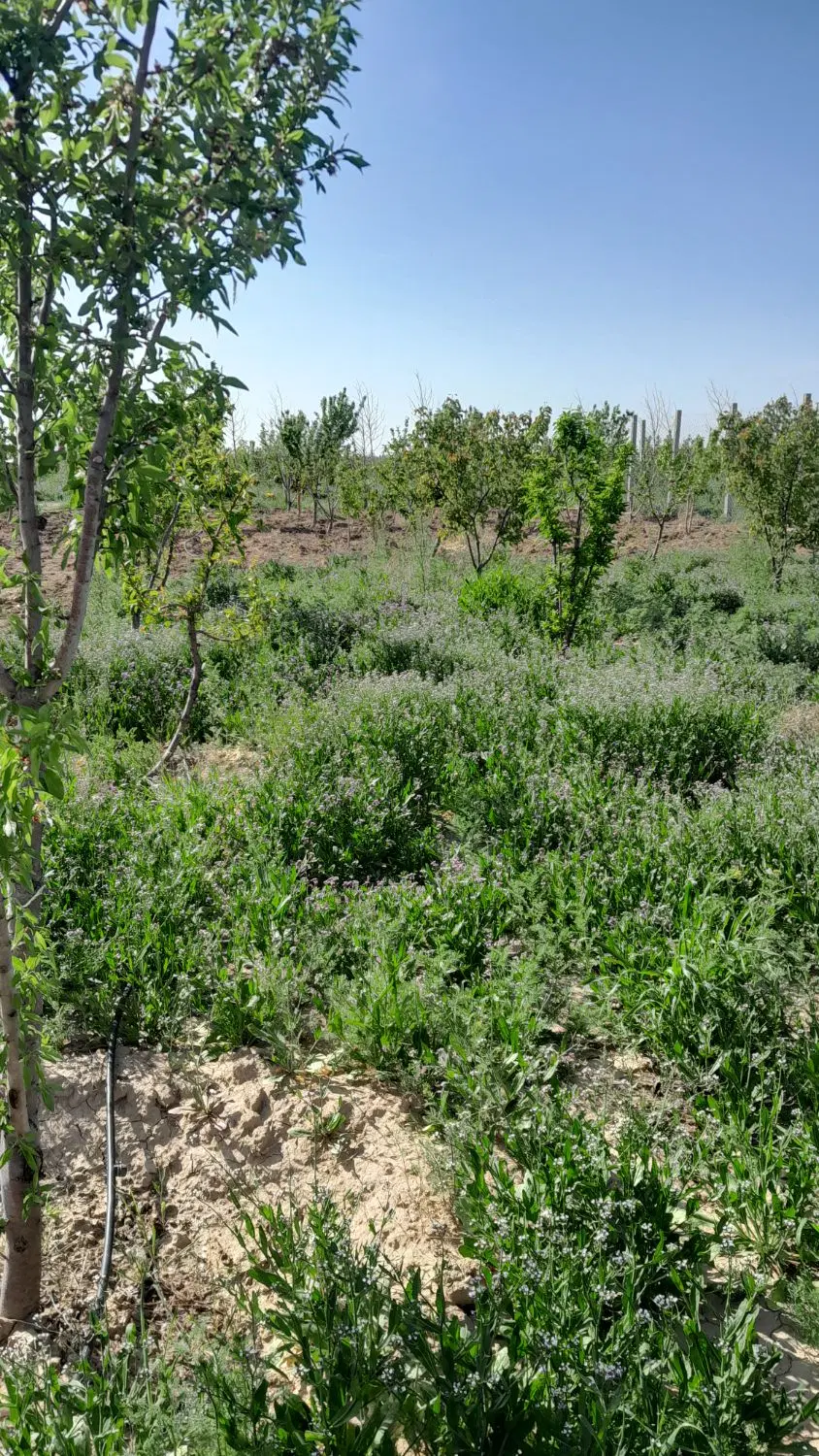 زمین ۸۴ متر  شهرک سهرابیه