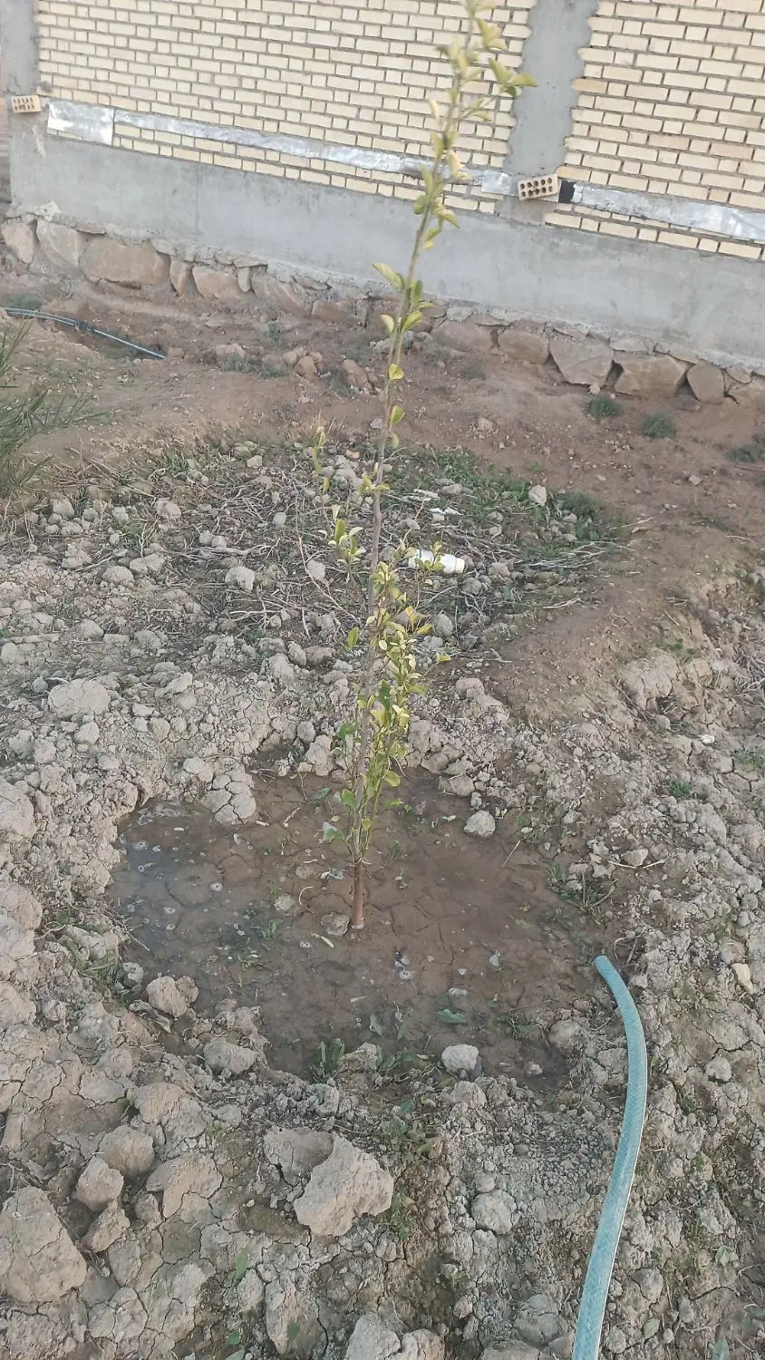 جاده ربیحات