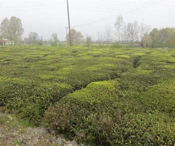 زمین مسکونی