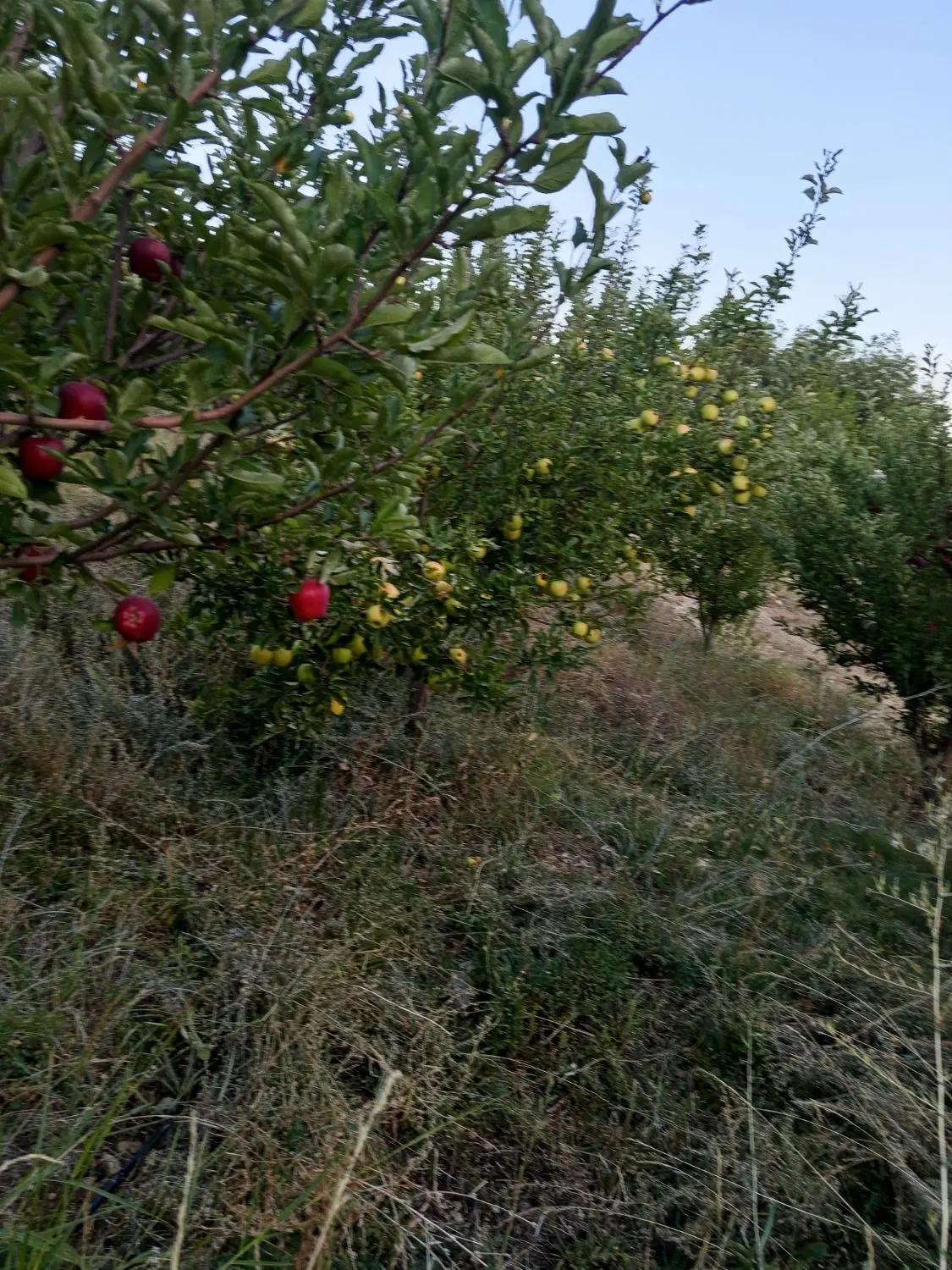 باغ کشاورزی متراژ2700متر