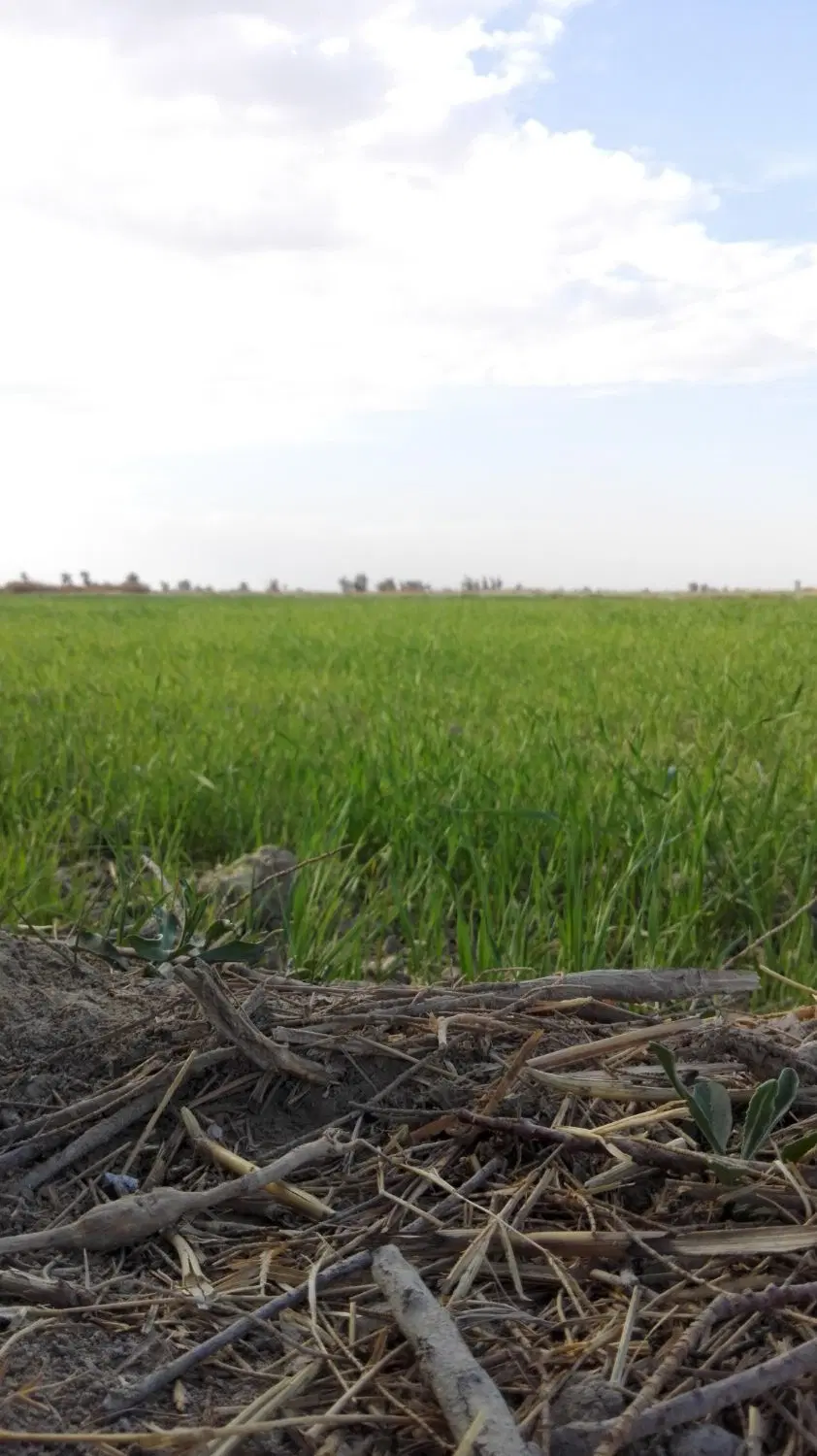 موقعیت خوب سرمایه گذاری،زمین کشاورزی
