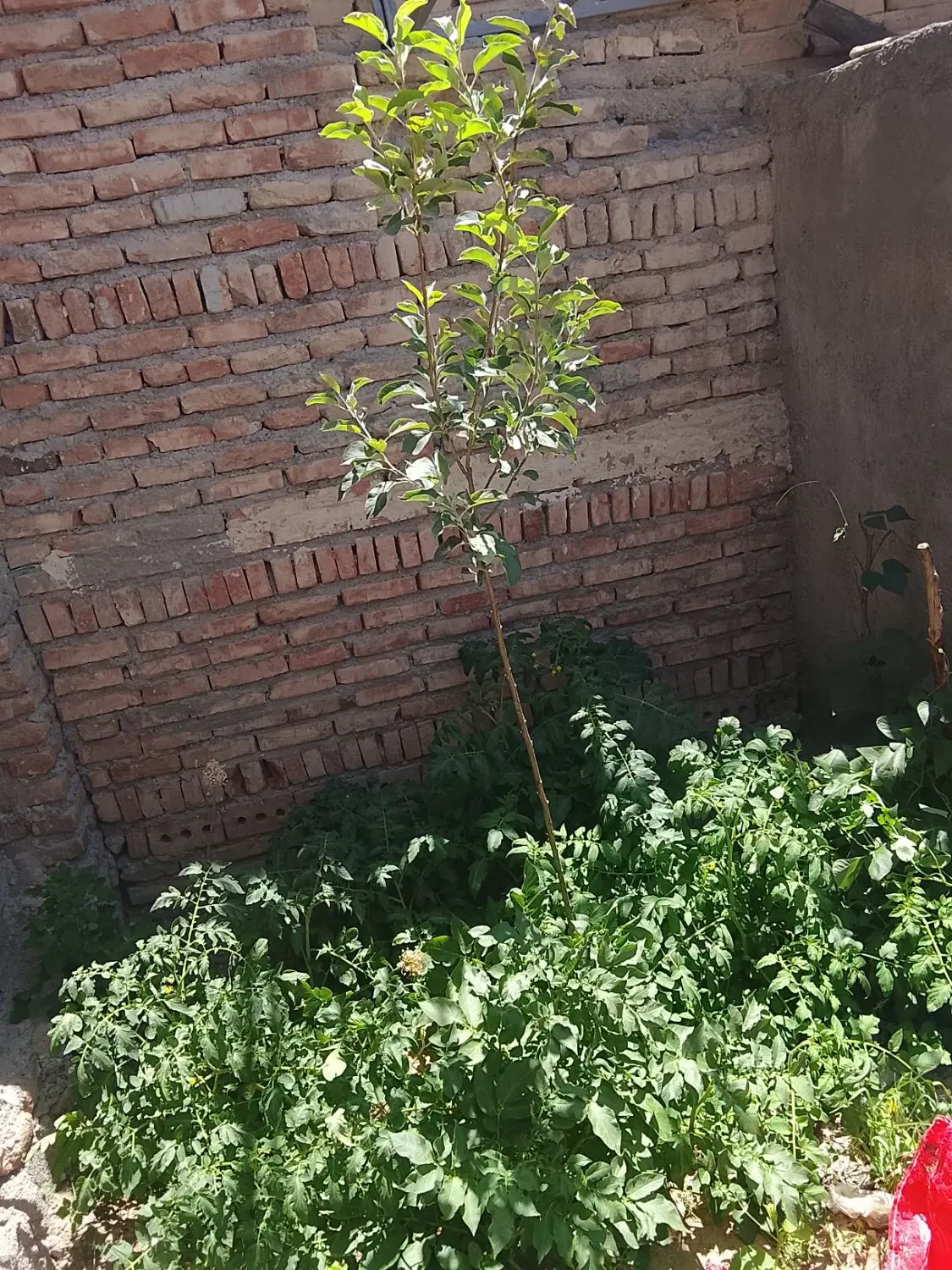 فروش حیاط در هزارباران