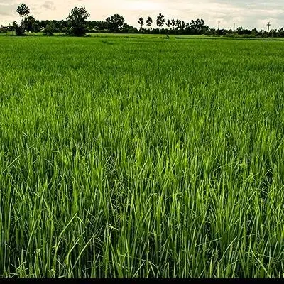 شالیزار ۴۱۶ متر شیرذیل