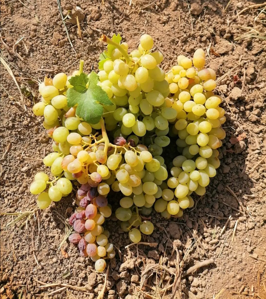 باغ انگور سیمین زاغه
