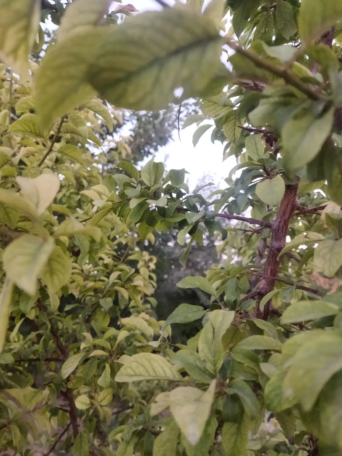 باغ میوه