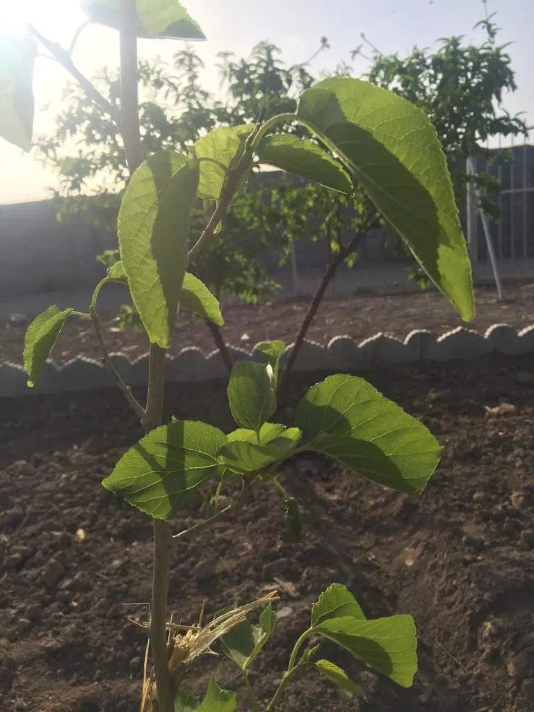 باغ، باغچه، ویلا، زمین