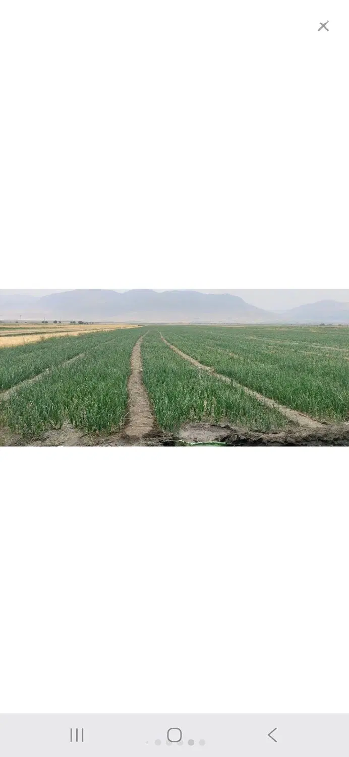 فروش زمین کشاورزی در کرمانشاه
