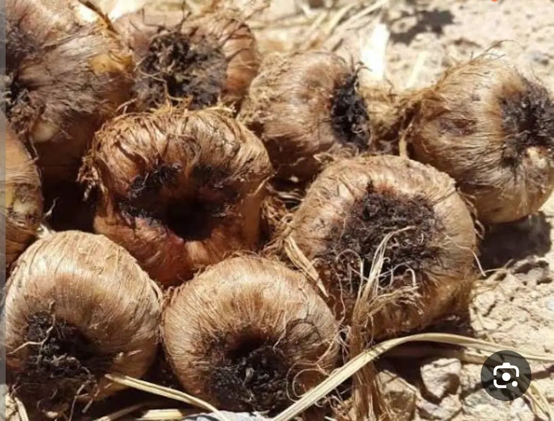 زمین زعفران ۲ هزار متری