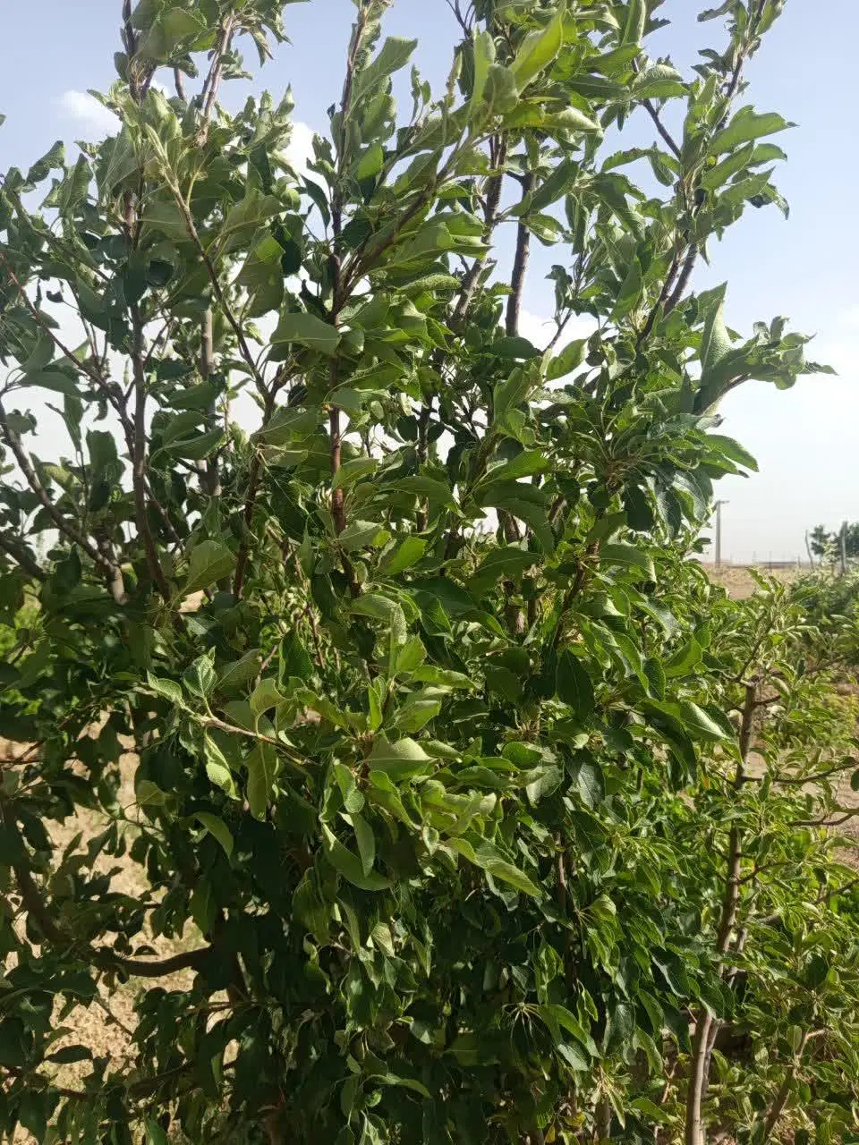 باغ