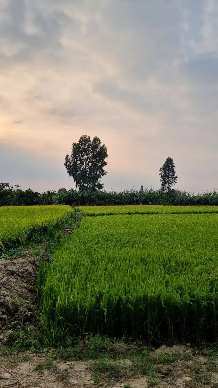 زمین