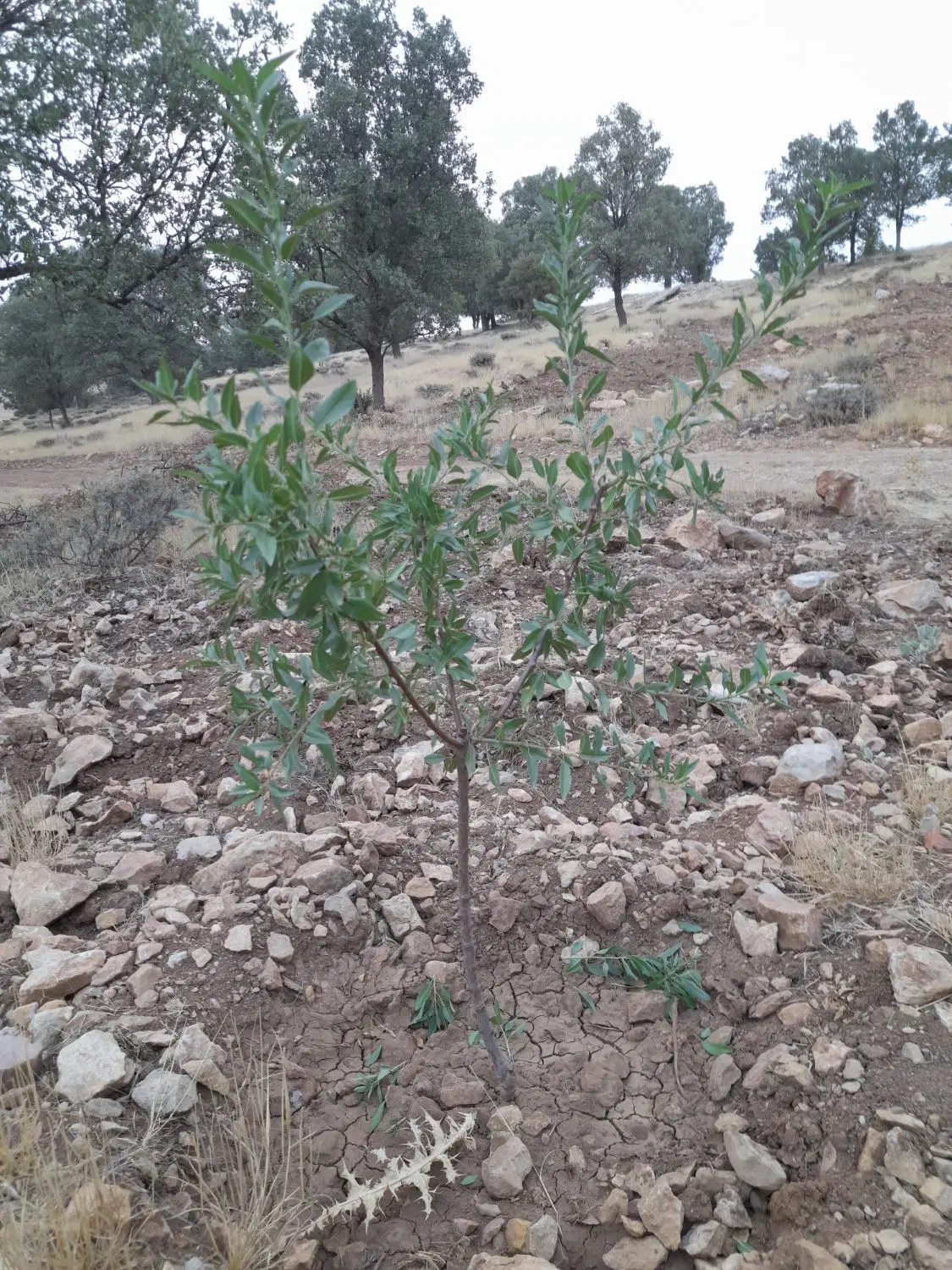 فروش ۹۰۰۰هزار متر باغ ۴ساله انگوز
