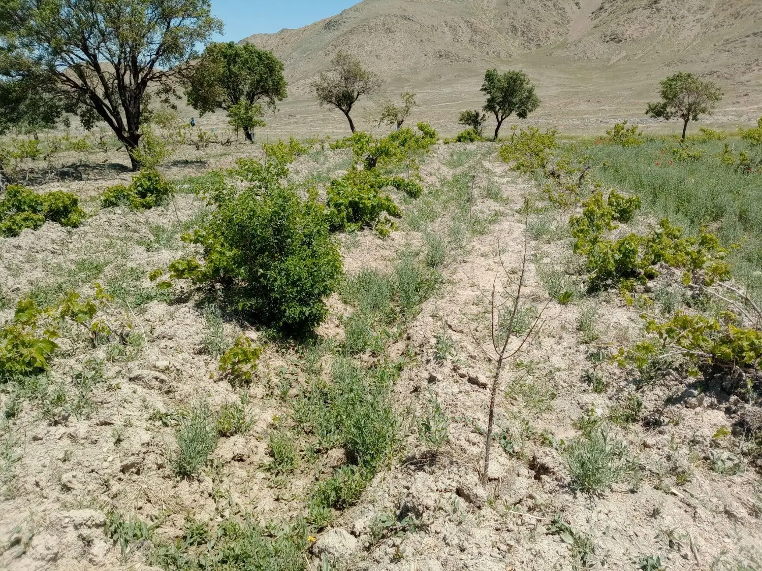 باغ نظم آباد(منطقه باغ صفا)