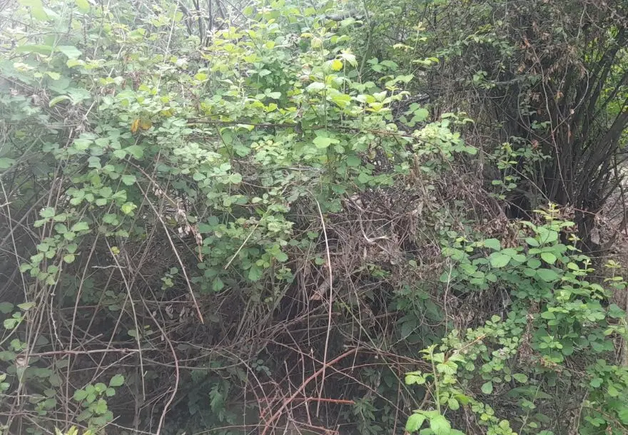 فروش زمین در روستای ییلاقی الستان