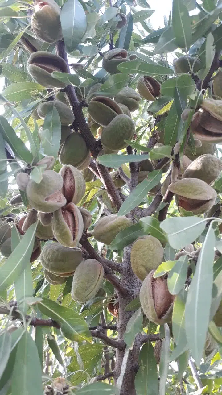 باغ نو بهار 500متری