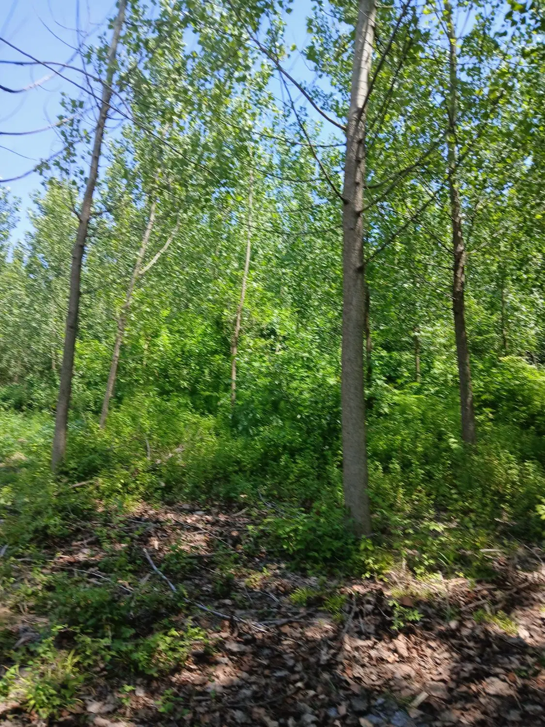 زمین باغی به همراه ۸۰ اصله درخت فروشی