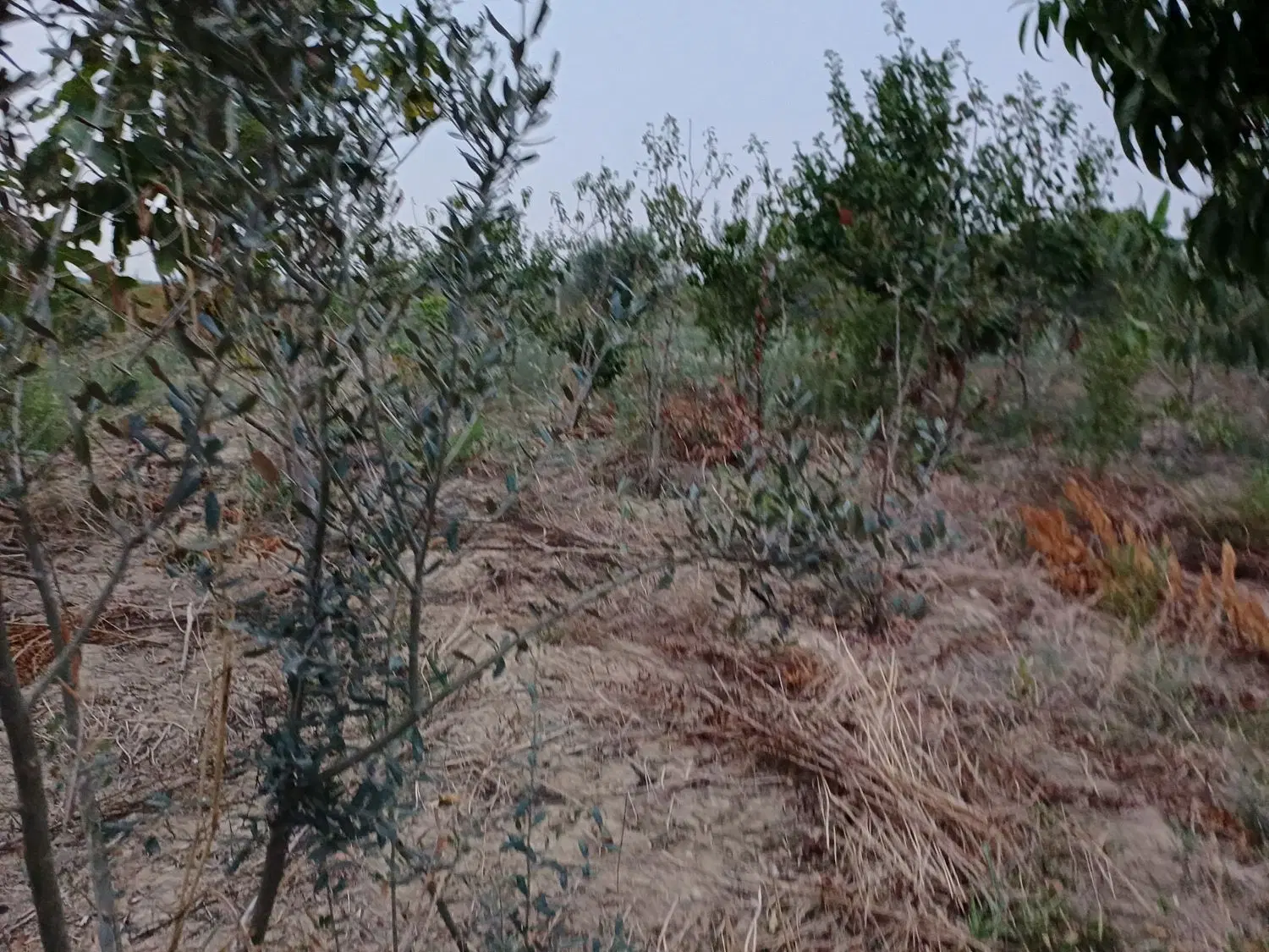 زمین کشاورزی