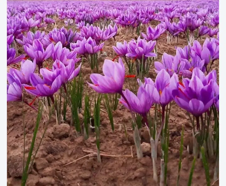 اجاره یک هکتار زمین آبی برا کشت زعفران