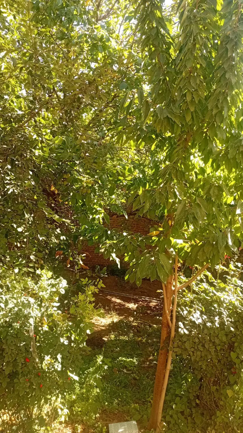 زمین کشاورزی آبی