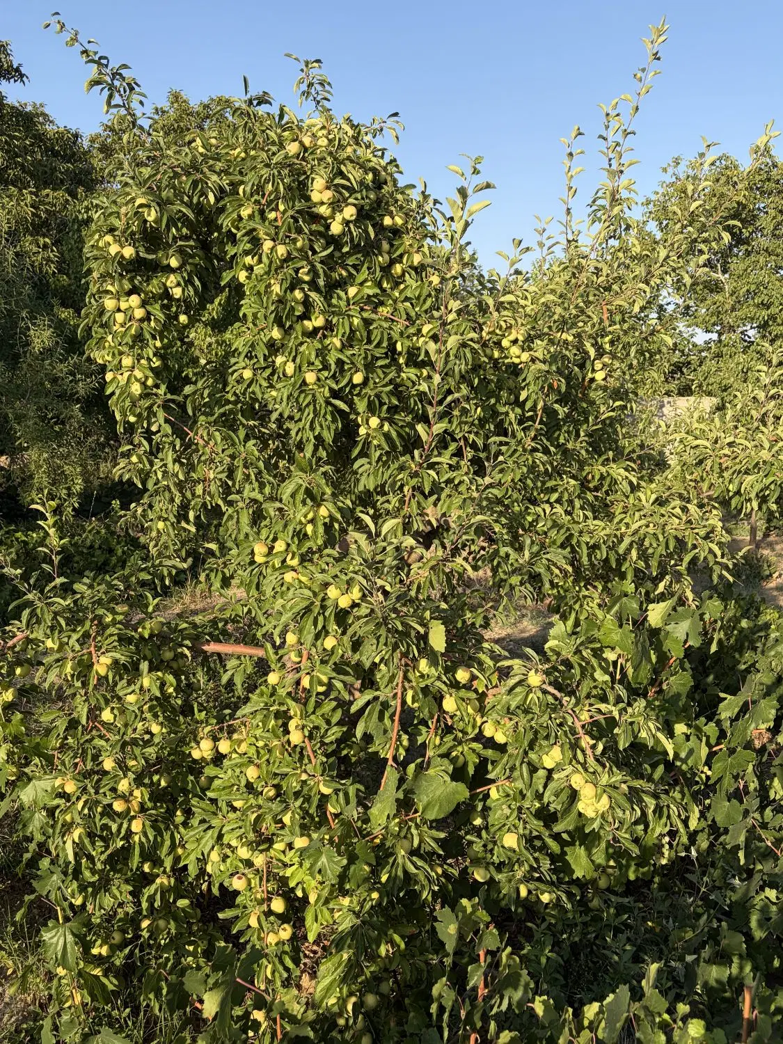 باغ ویلایی صوفیان