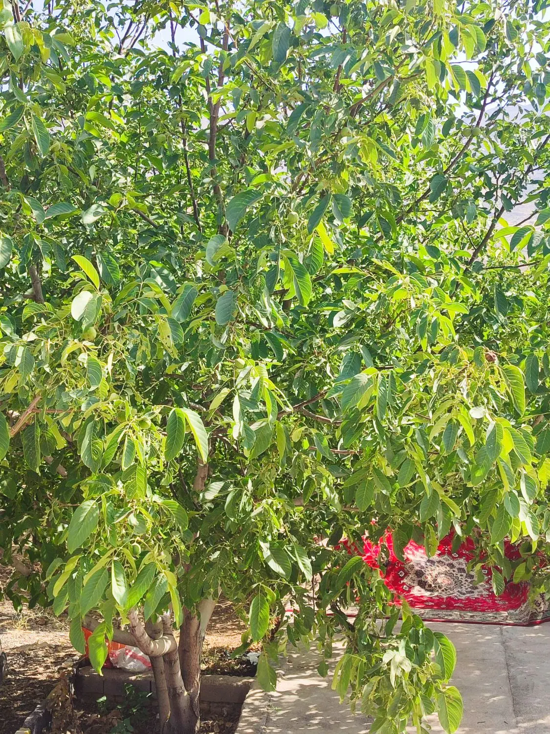 اجاره باغ گردو