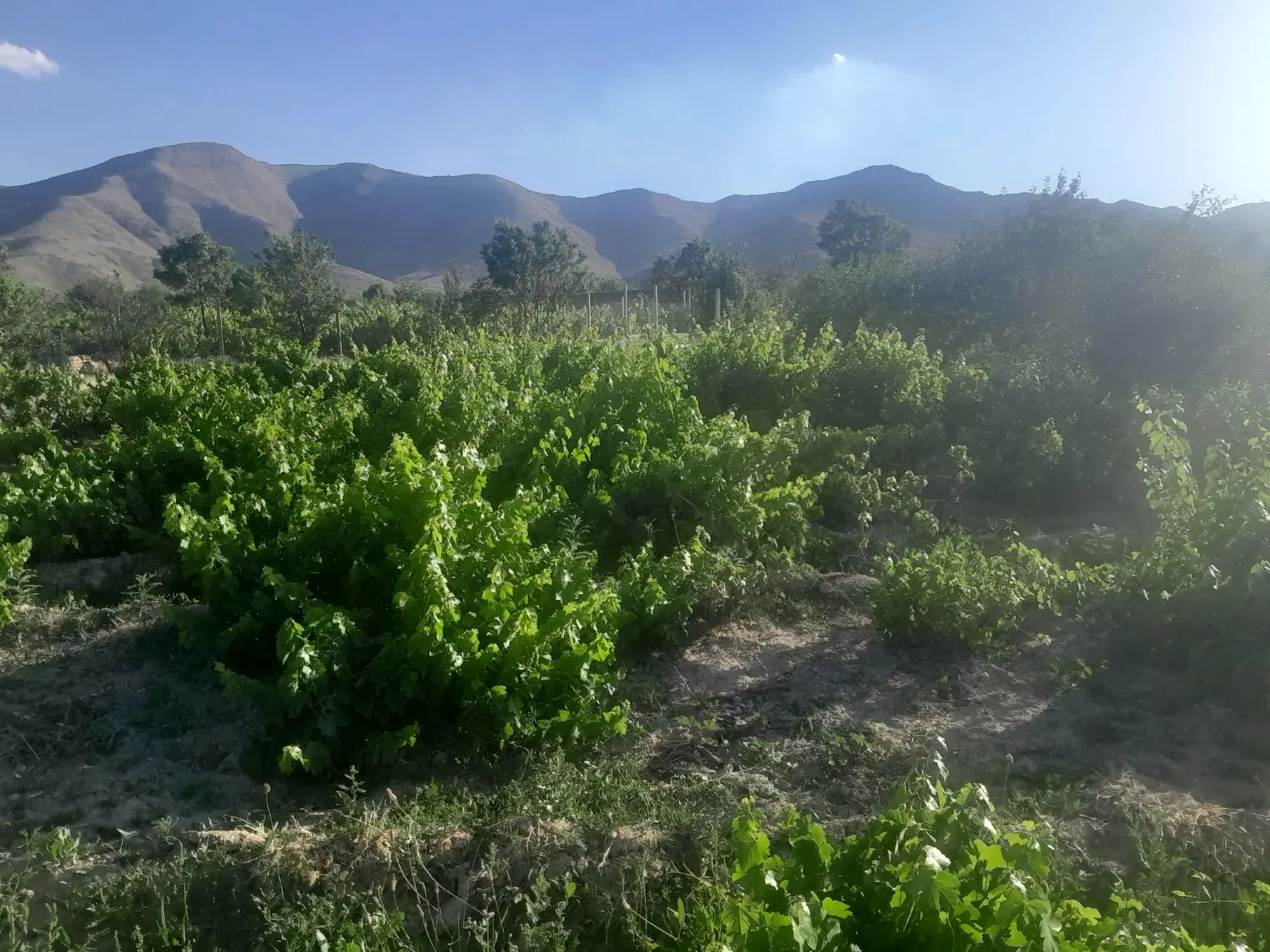 باغ نظم اباد