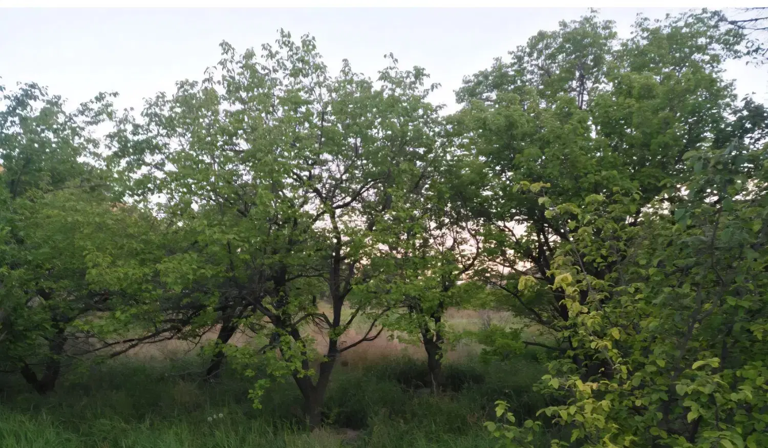 باغ کشاورزی درروستای چرمک ۱۰کیلومتری ساوه