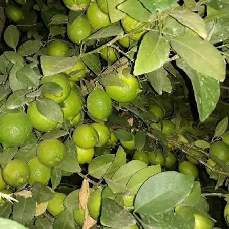 باغچه۱۰۰۰متری تا باغ۱۰هکتاری