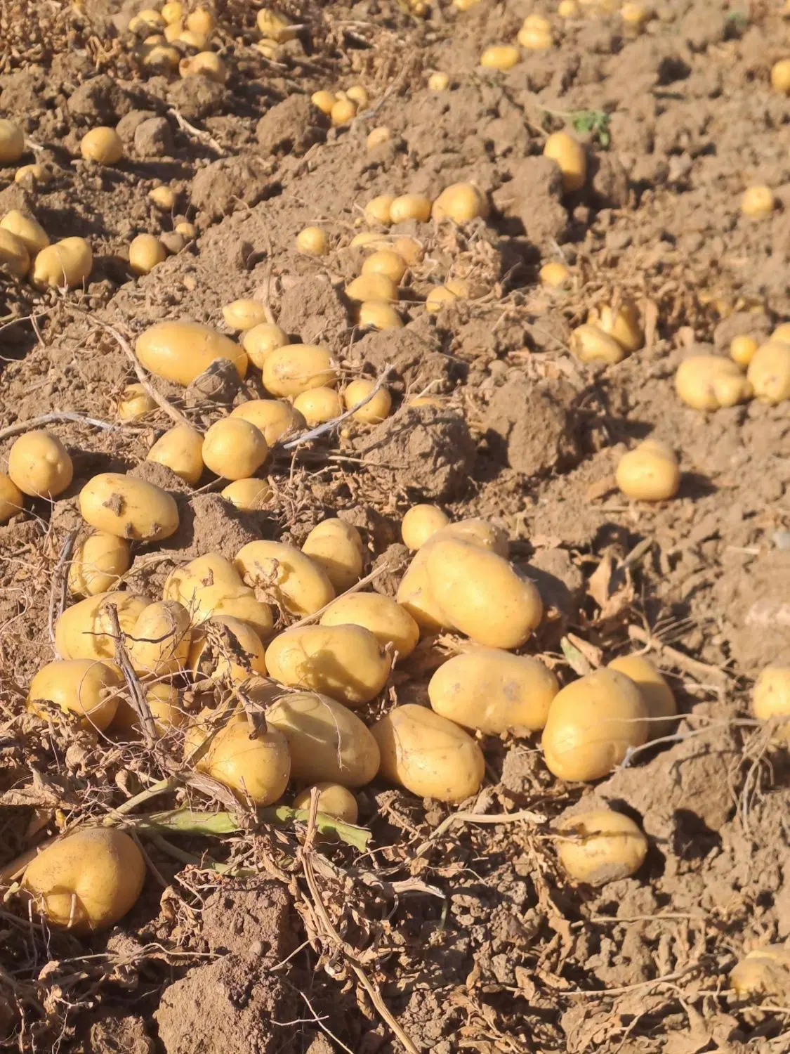 اجاره انبار برا سیب زمینی