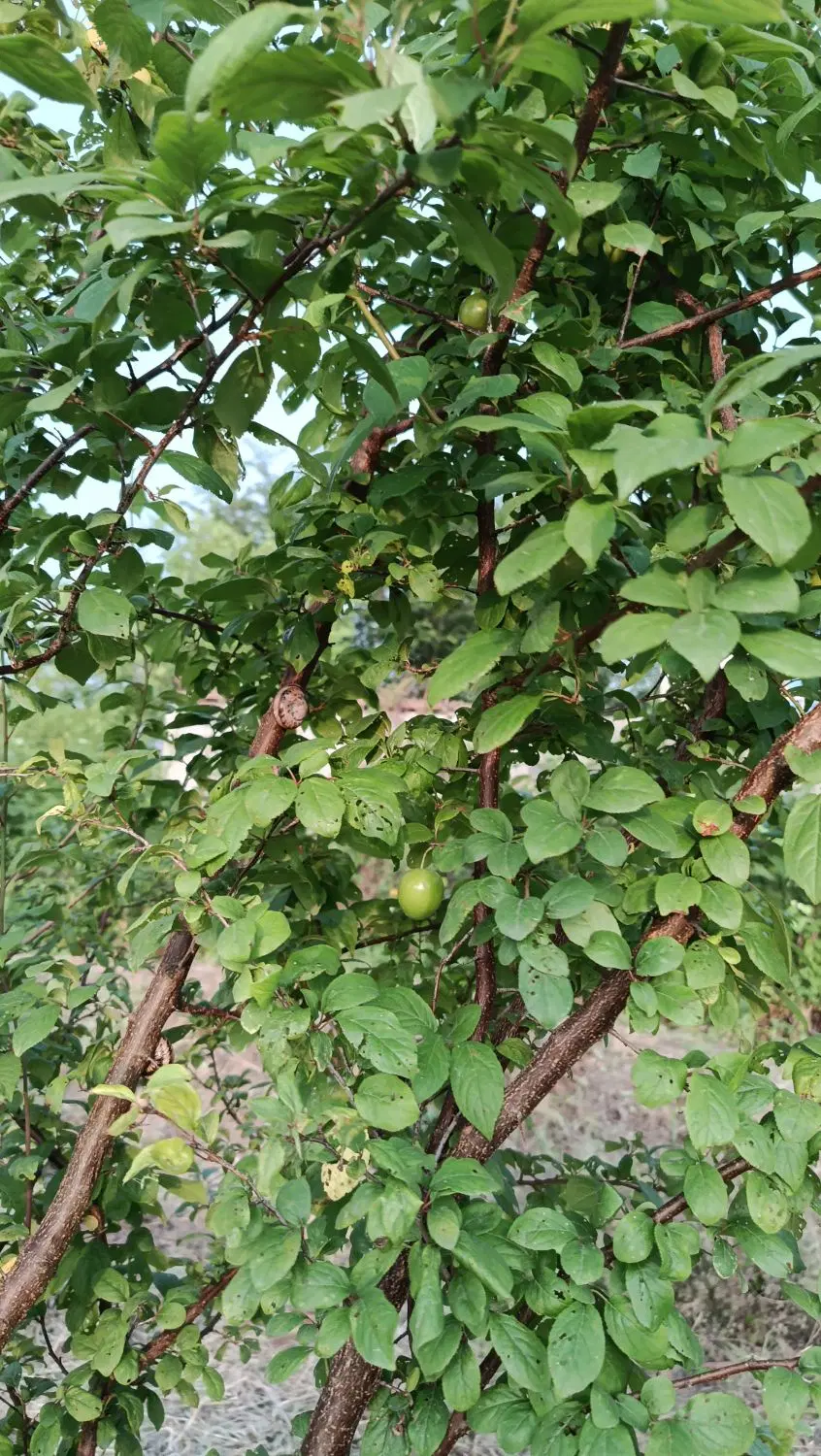 زمین باغی
