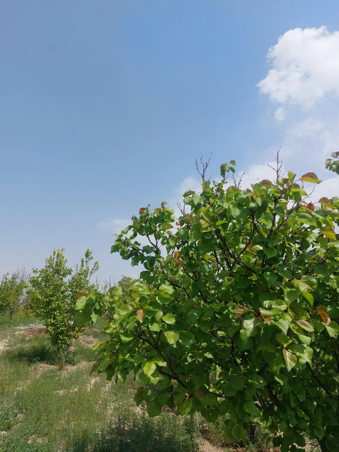 باغچه ۷۰۰متر ۴دیواری صفادشت ارسطو دهک