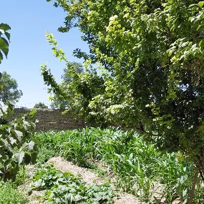۱۰هکتار زمین مزروعی