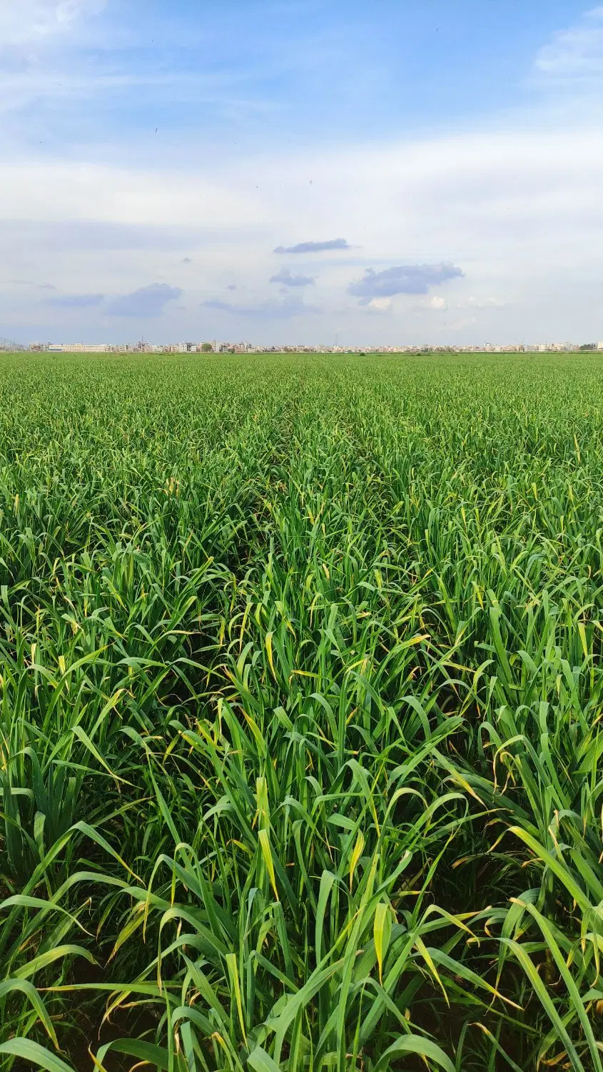 زمین مزروعی برای سیر جای گندم