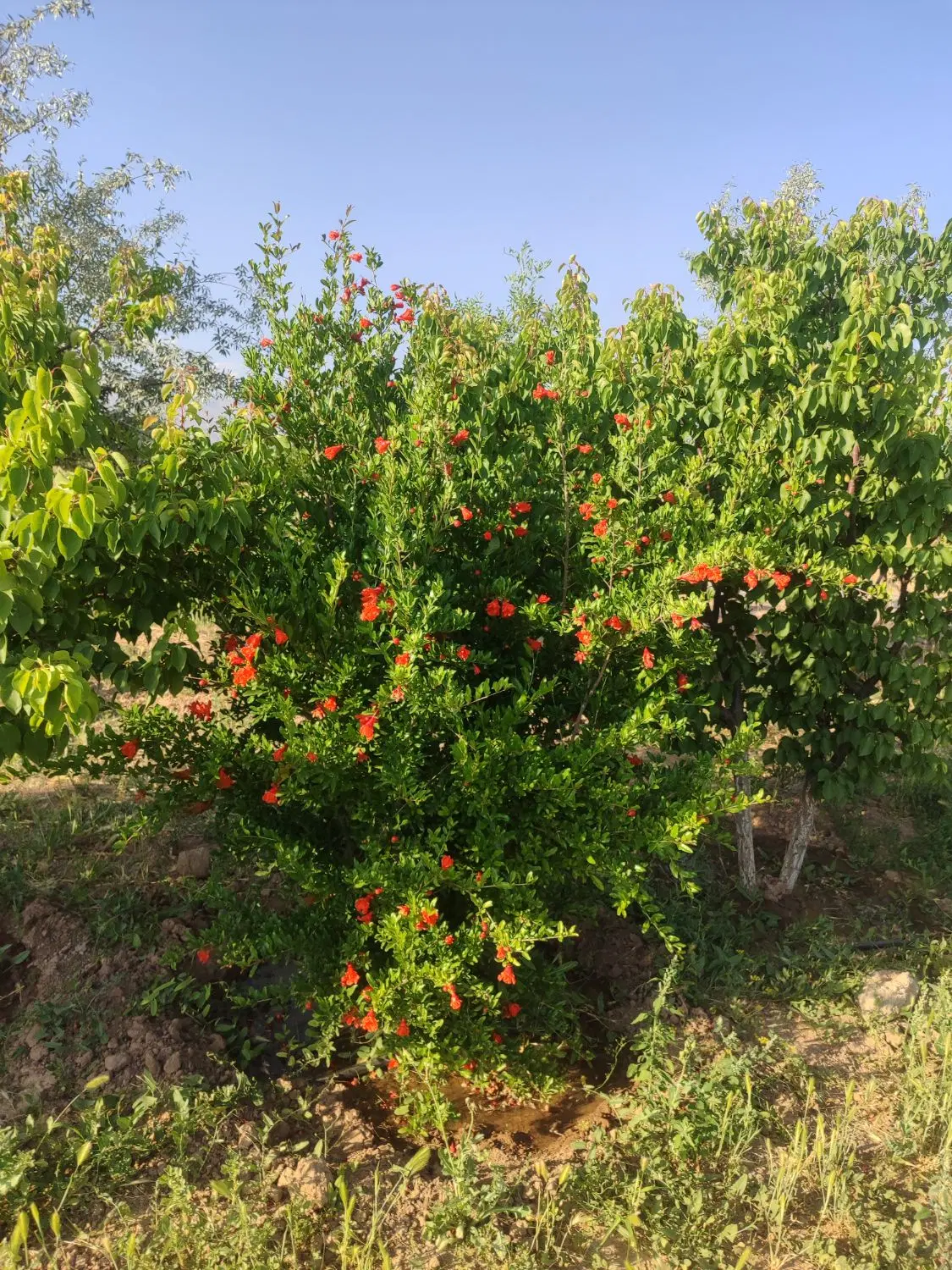 فروش باغ در نظر آباد