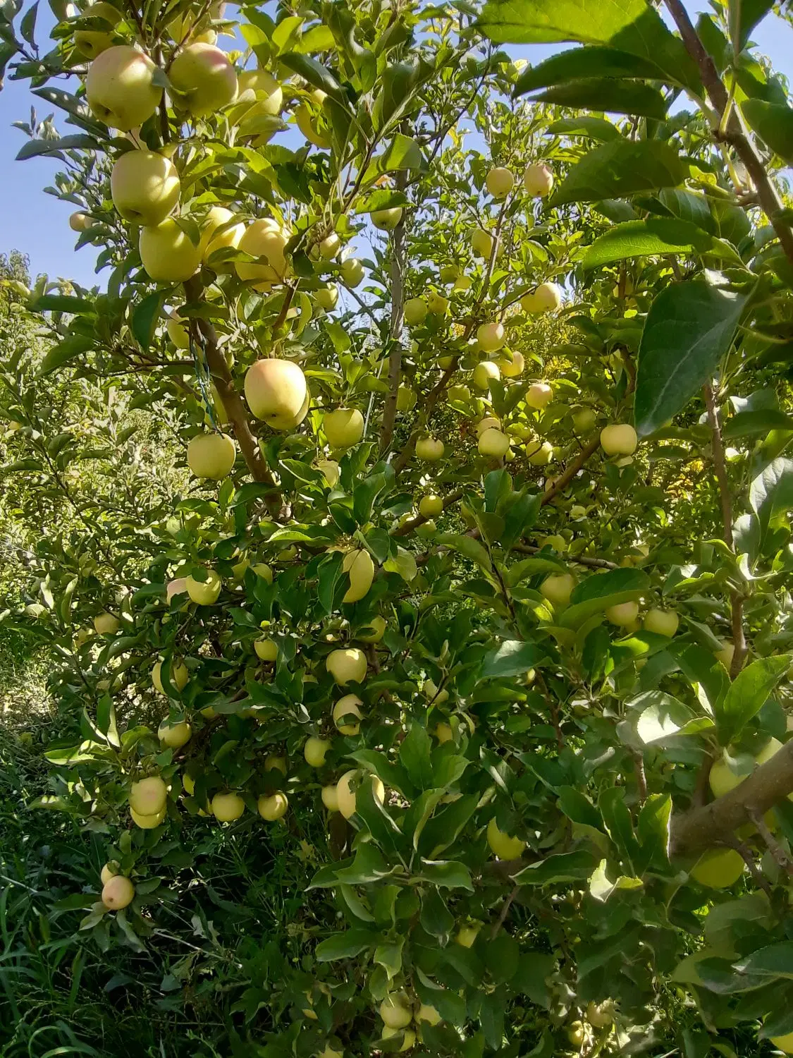 باغ سیب اجاره داده میشود
