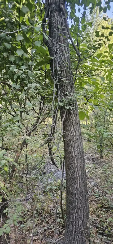 باغ روستای مغان ویو منظره آب غرقابی_ جلوی رودخانه