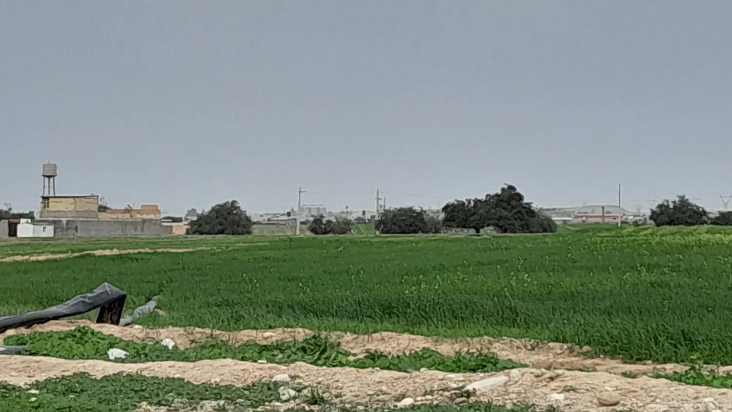 شراکت در کشاورزی