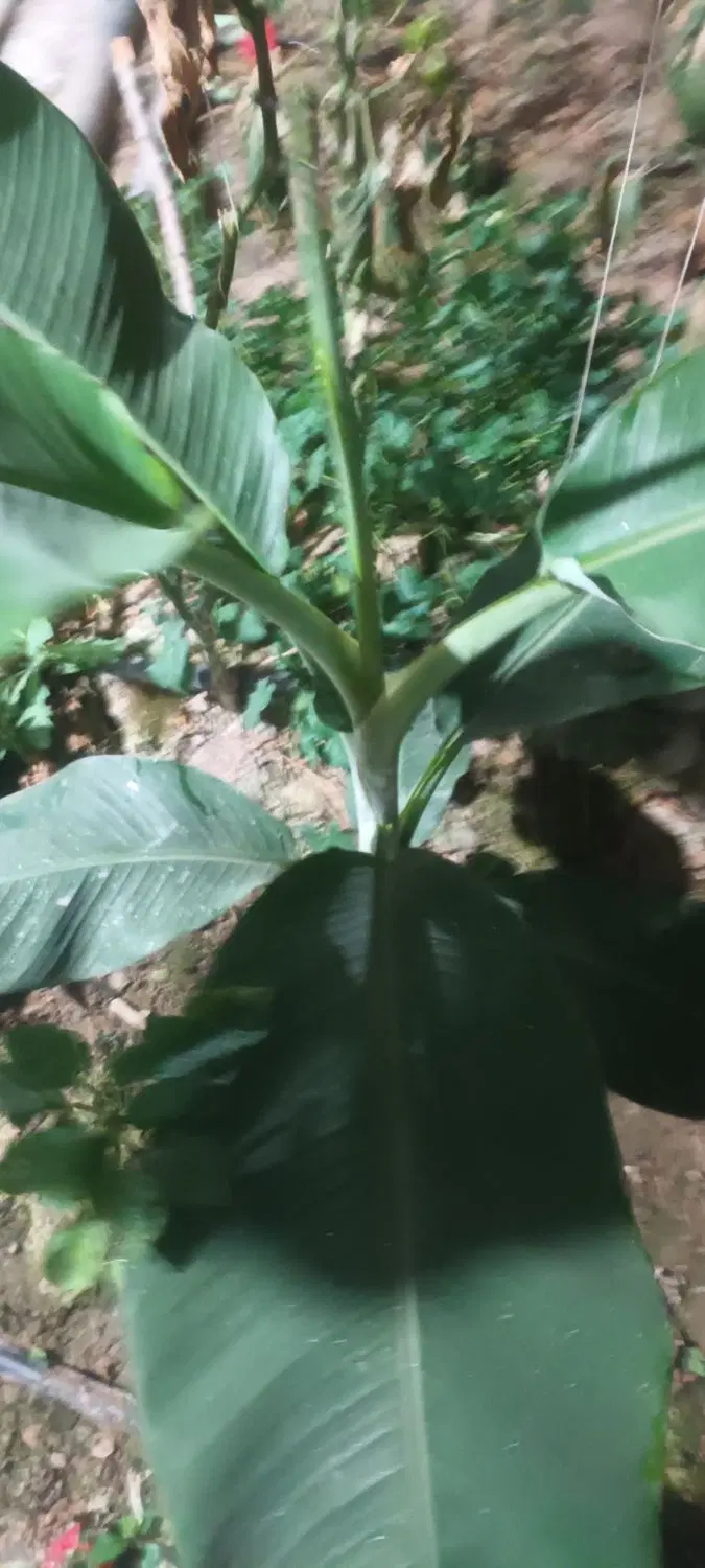 فروش گلخانه