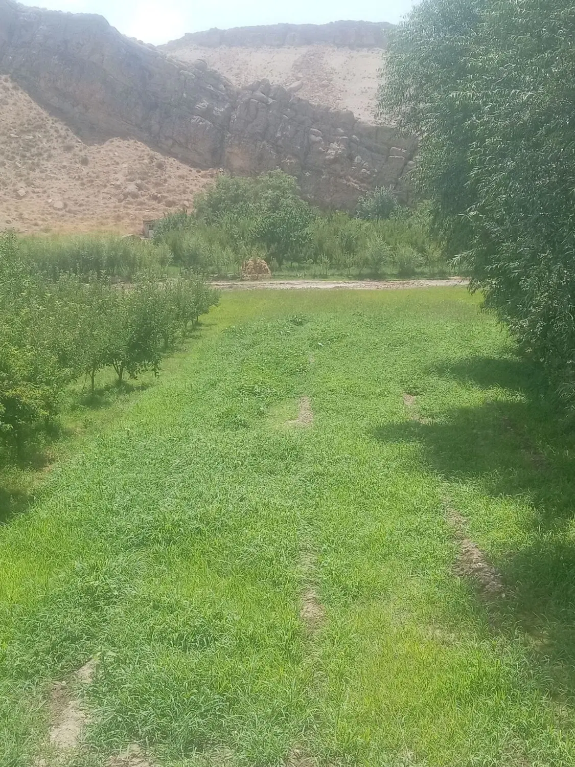 زمین کشاورزی