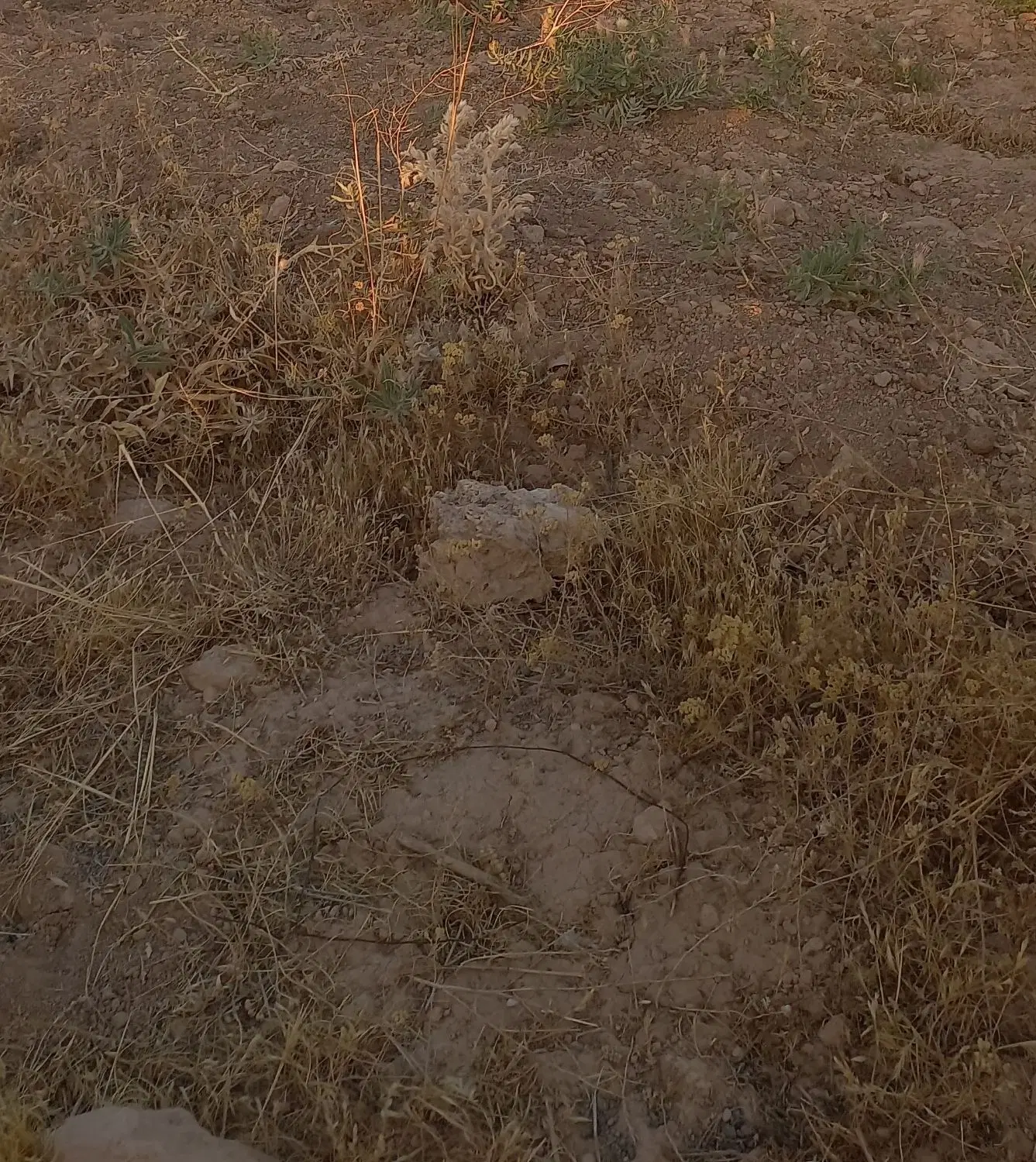 زمین دیمی زراعی در روستای یلقون آقاج