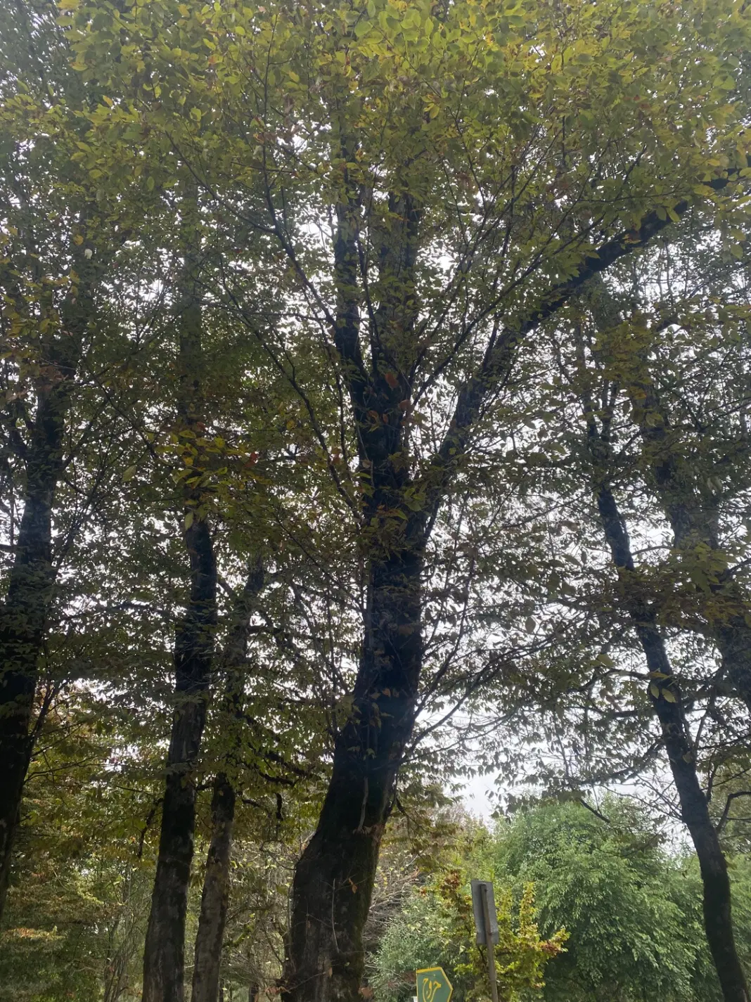 باغ دنج
