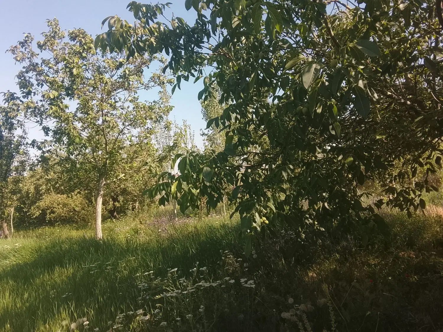 بهترین جا برای سرمایه گذاری باغ همدان