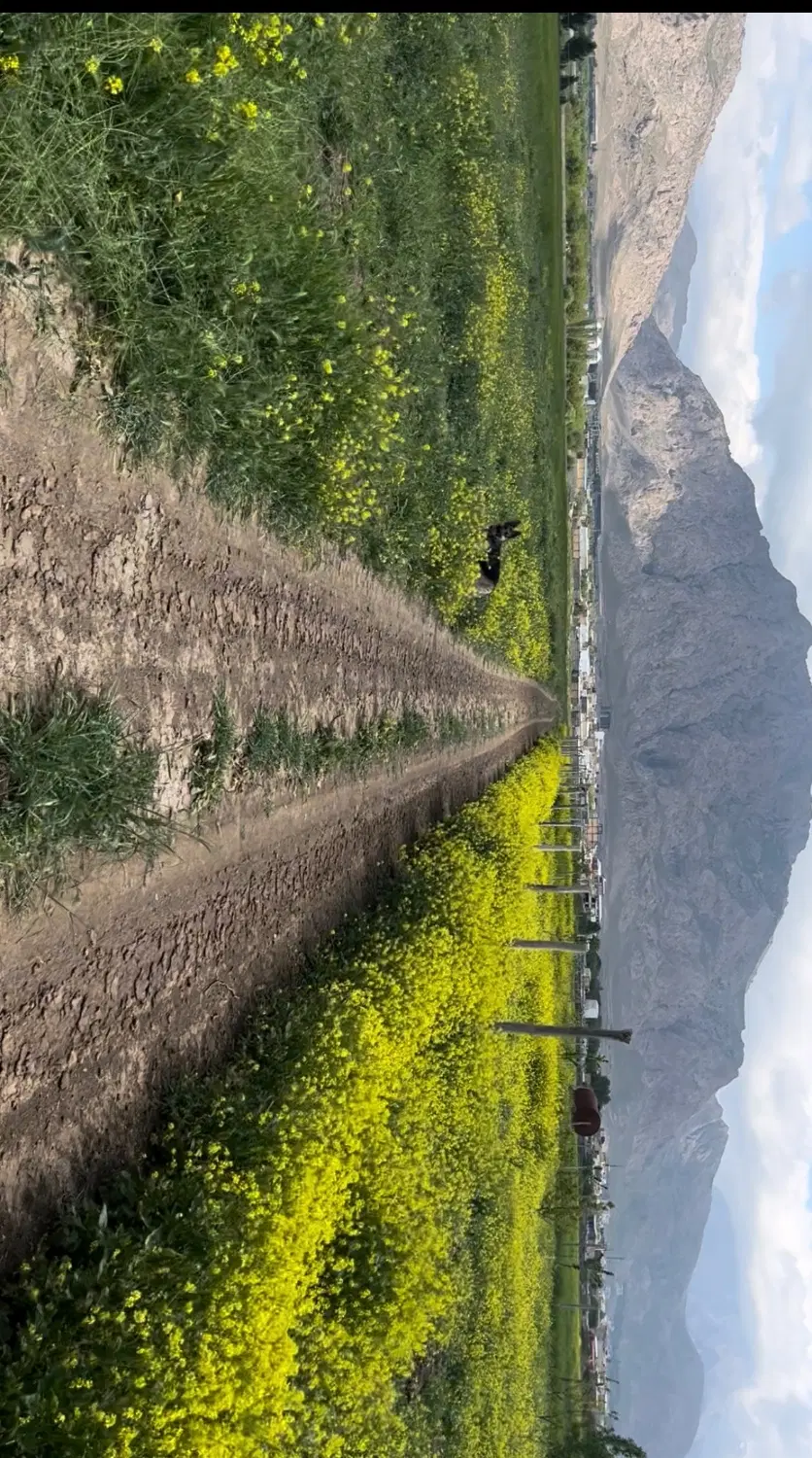 زمین کشاورزی