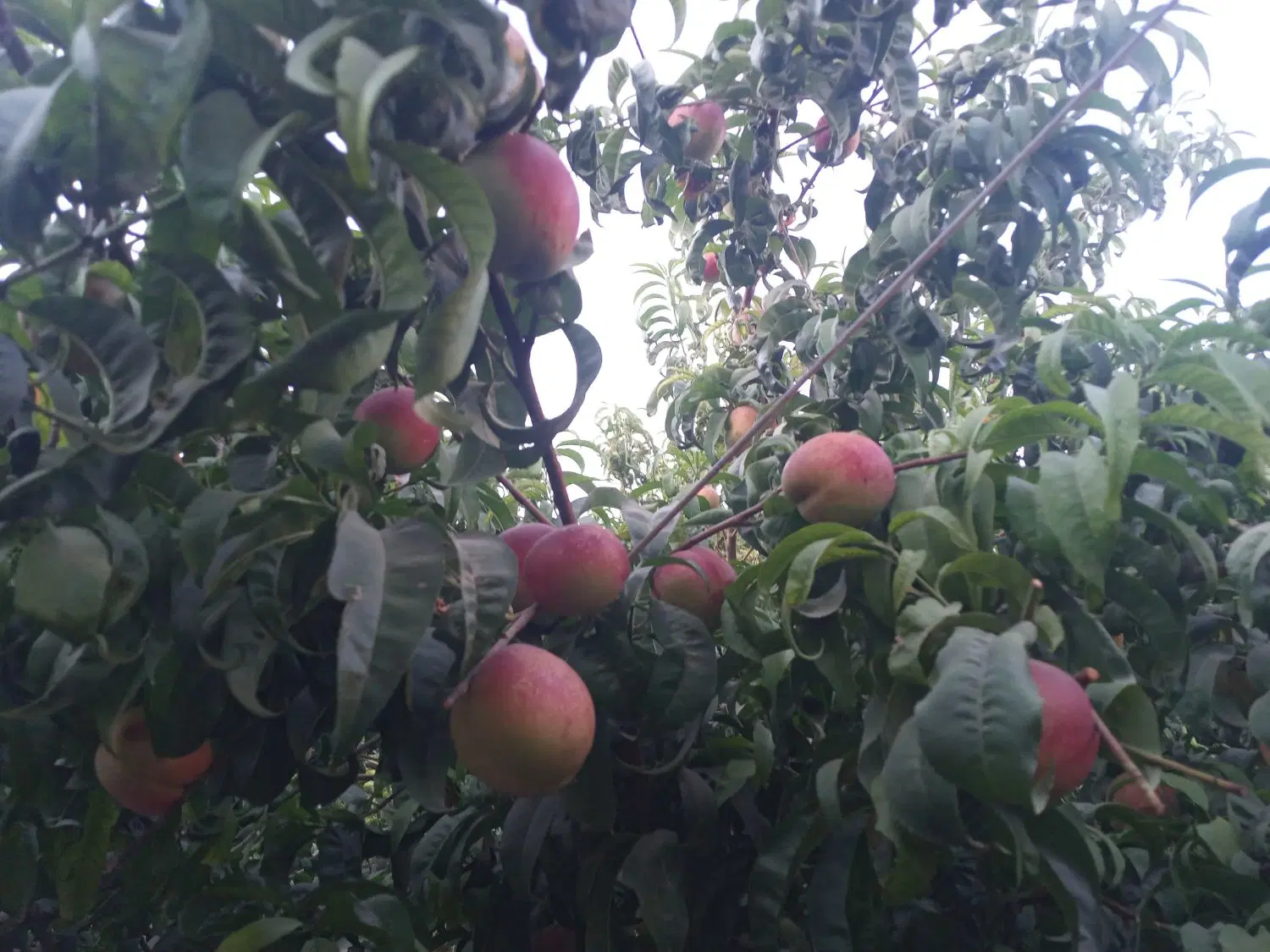 زمین کشاورزی به متراژ ۴ هزار متری