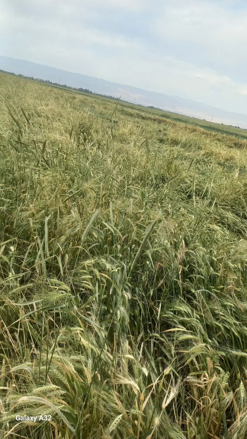 منزل ویلایی چناران(روستای گهوه ۲ دستگاه)