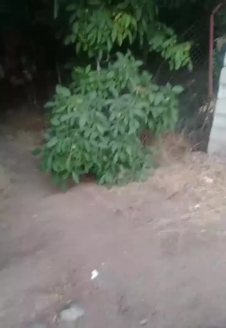 باغ تفریحی