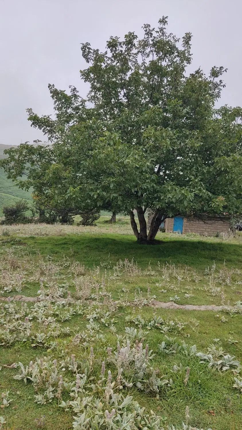 فروش زمین در جواهردشت کلاچای